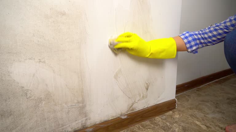 Environmental Consulting for Mold Prevention in Nipomo, CA