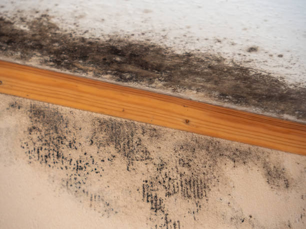 Best Basement Mold Removal  in Nipomo, CA