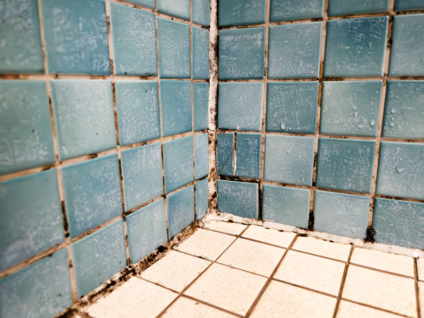 Biohazard Mold Removal in Nipomo, CA