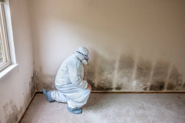 Mold Remediation for Rental Properties in Nipomo, CA
