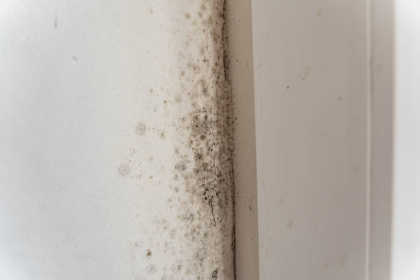 Best Residential Mold Inspection & Testing  in Nipomo, CA