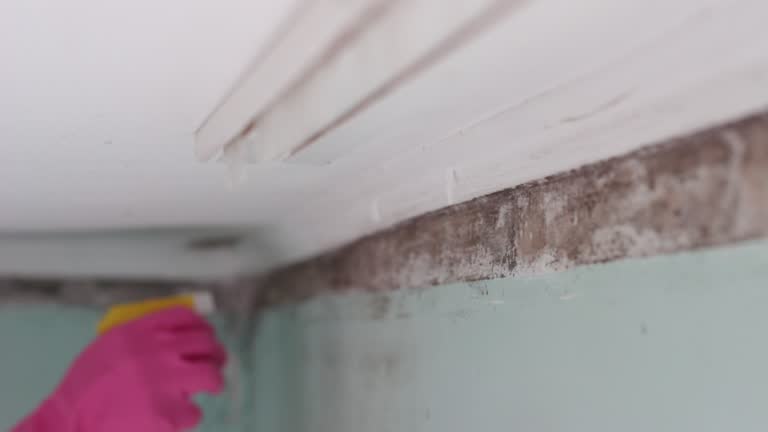 Reliable Nipomo, CA Mold Removal Solutions